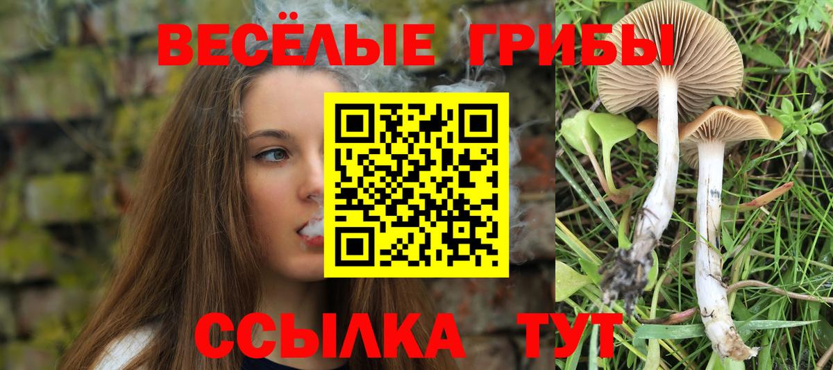 Псилоцибиновые грибы Cubensis Старая Купавна